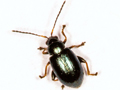 Aphthona nonstriata